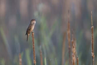 Reed warbler (Locustella luscinioides), Wittlich, RLP, Germany, Europe