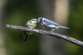 Blue tits (Parus caerulea), feeding young animals, Emsland, Lower Saxony, Germany, Europe