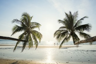 Sandy beach beach with coconut palms, Khlong Chao Beach, sunset, Koh Kood, Koh Kut, Gulf of