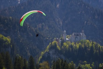 A paraglider flies high above Neuschwanstein Castle in the mountains, Schwangau near Füssen,
