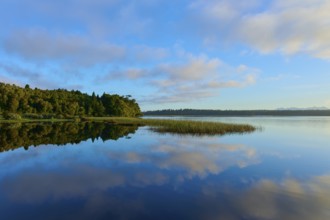 Blue sky and clouds reflected in a calm lake with a forested shore, Lake Mahinapua, Ruatapu, South