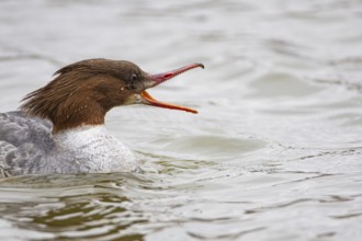 Goosander (Mergus merganser) wbl Germany