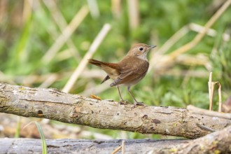Nightingale (Luscinia megarhynchos) Germany