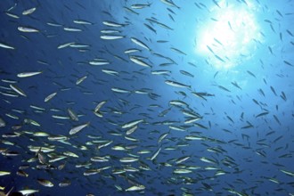 Close-up of school of sardines (Sardinops sagax), East Atlantic, Fuerteventura, Canary Islands,
