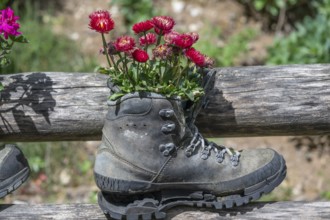 Flowers in a worn mountain shoe, Bavaria, Germany, Europe