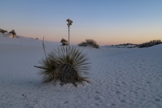 Yucca plant growing in the sand dunes of White Sands National Park in Alamogordo, New Mexico, USA,
