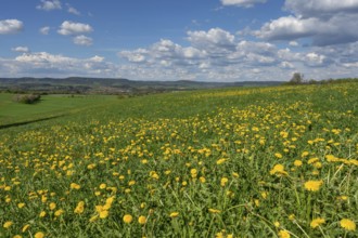 Dandelion meadow (Taraxacum), cloudy sky, Franconia, Bavaria, Germany, Europe