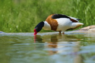Shelduck (Tadorna tadorna), bending over the water and drinking, France, Europe