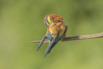 European bee-eater (Merops apiaster) on a branch during the breeding season in spring. Jechtingen,