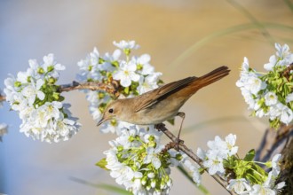 Nightingale (Luscinia megarhynchos) Germany