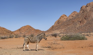 Zebra in the desert near Spitzkoppe, Namibia, Africa