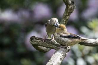 Hawfinch (Coccothraustes coccothraustes), feeding juveniles, Emsland, Lower Saxony, Germany, Europe