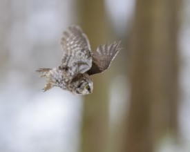 Great horned owl (Aegolius funereus), in flight in a snowy landscape, biosphere reserve, Swabian