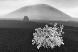 Canary Island dock (Rumex lunaria) and lava bomb in front of the Caldera Colorada, Parque Natural