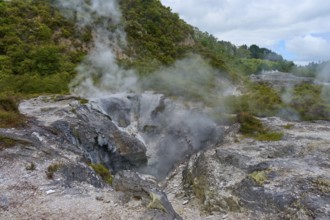 Volcanic fissures in a green forest landscape with rising steam, Te Puia, Whakarewarewa, Rotorua,