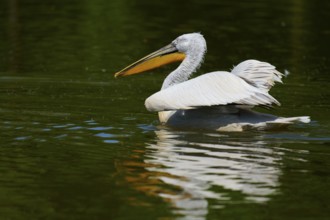 Dalmatian pelican (Pelecanus crispus), swimming on a calm lake surrounded by green nature, France,