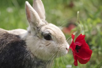 Rabbit (Oryctolagus cuniculus), Poppy flower, Portrait, A rabbit sniffing a red poppy flower