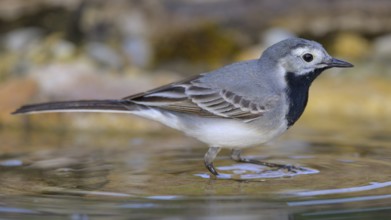 White wagtail (Motacilla alba), male bathing, biosphere reserve, Swabian Alb, Baden-Württemberg,