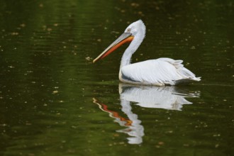 Dalmatian pelican (Pelecanus crispus), gliding over a peaceful pond, reflecting the surroundings in