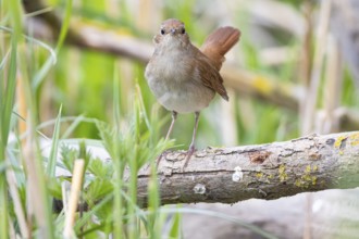 Nightingale (Luscinia megarhynchos) Germany