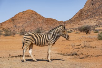 Zebra in the desert near Spitzkoppe, Namibia, Africa
