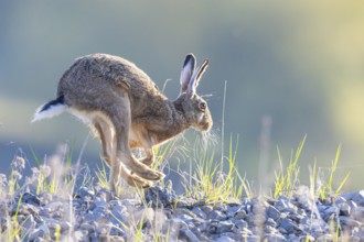 European hare (Lepus europaeus) Germany