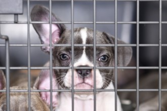 Pied French Bulldog dog puppy in cage behind bars