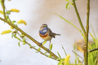 Bluethroat (Luscinia svecica cyanecula) ml Germany