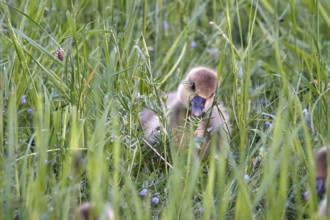 Greylag goose, chick, May, Germany, Europe