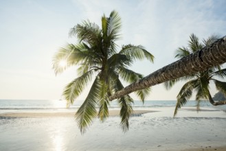 Sandy beach beach with coconut palms, Khlong Chao Beach, sunset, Koh Kood, Koh Kut, Gulf of