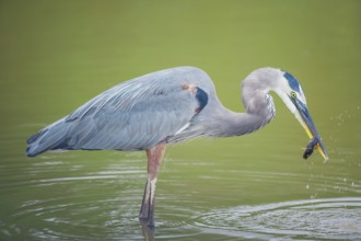 Great blue heron (Ardea herodias) catching fish, Sanibel Island, J.N. Ding Darling National