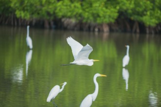 Great white egret (Ardea alba) in flight, Sanibel Island, J.N. Ding Darling National Wildlife