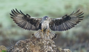 Bonelli's eagle (Aquila fasciata) approaching a cliff, Andalusia, Spain, Europe