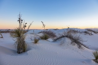 Gypsum dunefields at White Sands National Monument located within the Chihuahuan Desert and the