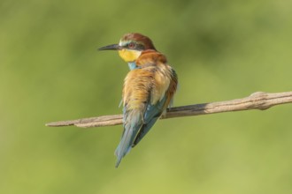 European bee-eater (Merops apiaster) on a branch during the breeding season in spring. Jechtingen,