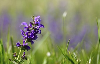 Meadow sage (Salvia pratensis), May, Baden-Württemberg, Germany, Europe