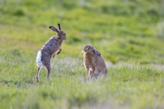 European hare (Lepus europaeus) Mating season Germany