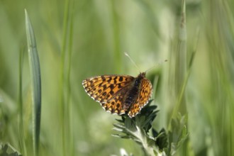 Pearl-bordered moth in a meadow in spring, Germany, Europe