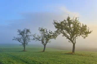 Three fruit trees standing in a row in a misty morning landscape, Mönchberg, Miltenberg, Spessart,