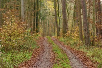 Narrow forest path, covered with autumn leaves, leads through tall trees, beech trees, Odenwald,