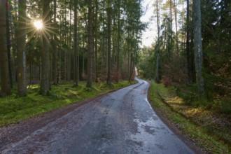 A winding path through the forest, illuminated by the low sun, Buchen, Odenwald, Neckar-Odenwald