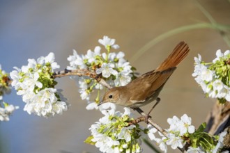 Nightingale (Luscinia megarhynchos) Germany