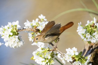 Nightingale (Luscinia megarhynchos) Germany