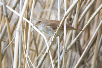 Nightingale (Luscinia megarhynchos) Germany
