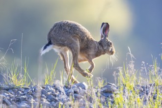 European hare (Lepus europaeus) Germany