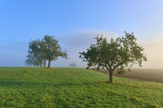 Trees on a slightly misty meadow with a clear morning sky, Mönchberg, Miltenberg, Spessart,