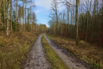 Quiet forest path in autumn, lined with bare trees, under a clear blue sky, Odenwald,