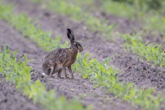 European hare (Lepus europaeus), Emsland, Lower Saxony, Germany, Europe