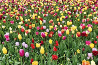 Different coloured tulips (Tulipa), colourful tulip bed, Keukenhof gardens, Lisse, Bollenstreek,
