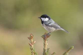 Fir tit (Parus ater), sitting on the top of a young spruce, European spruce (Picea abies),